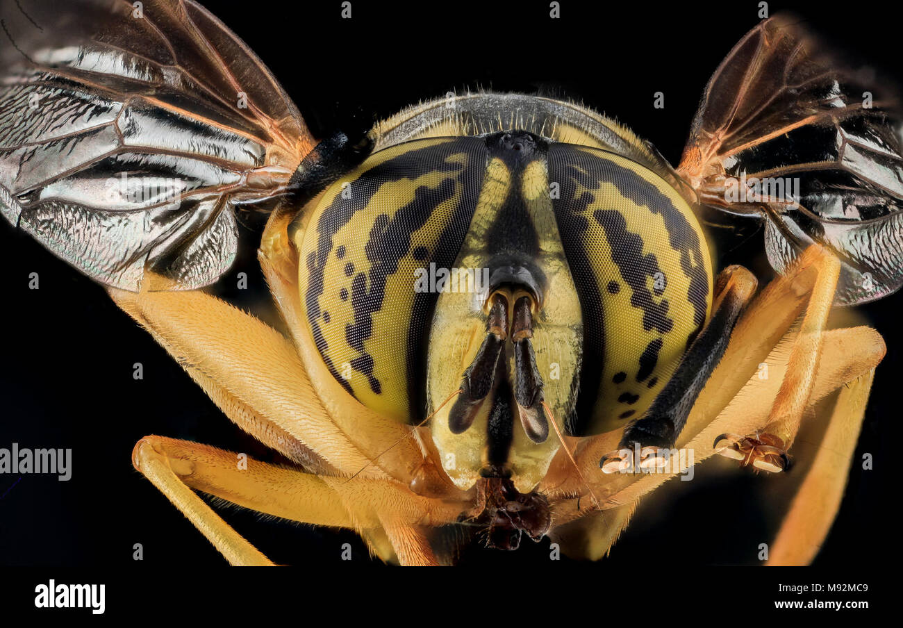 Spilomyia longicornis, giacca gialla mimare Fly, U, Face, MD, Cecil County Foto Stock