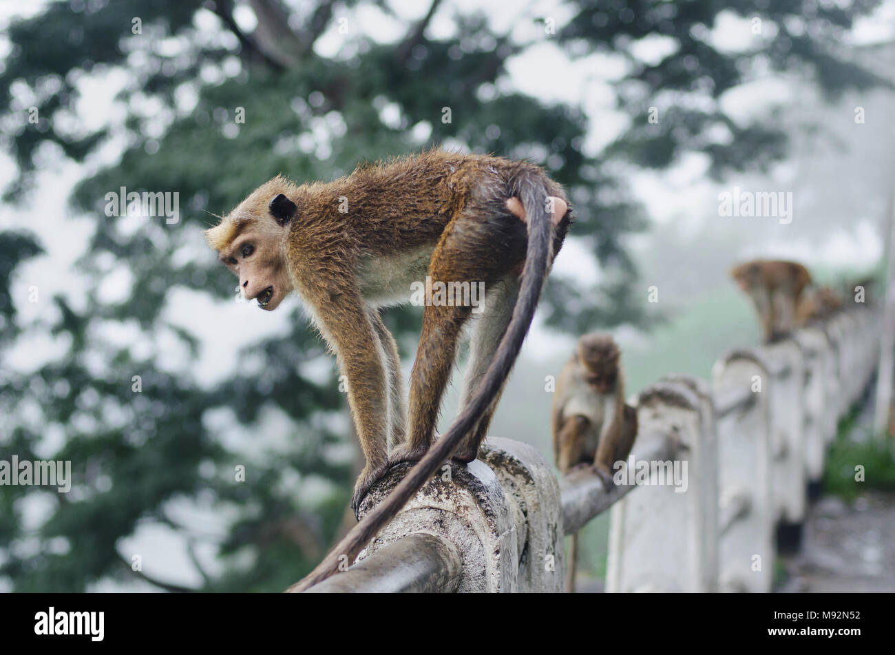 Seduta di scimmia e appoggiata sulla pietra Foto Stock