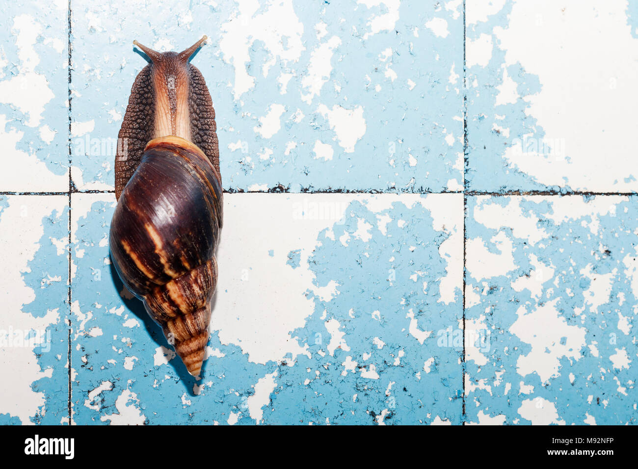 Snail strisciando sulla parete incrinato Foto Stock