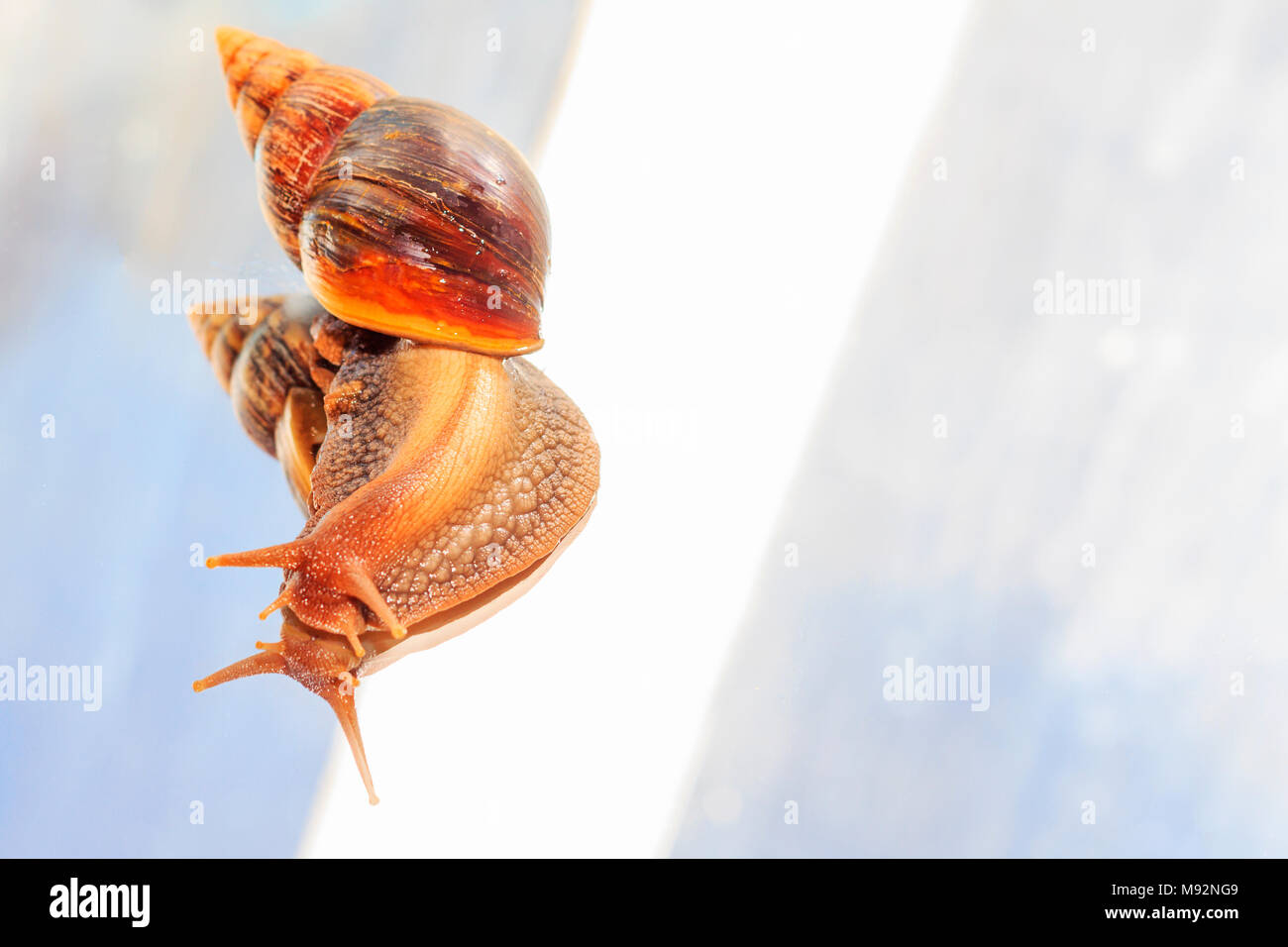 Snail secerne muco seduta su vetro Foto Stock