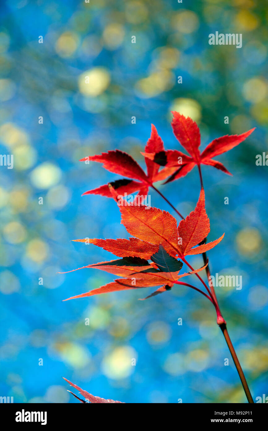 Autunno piante, erbe & Seedheads Foto Stock