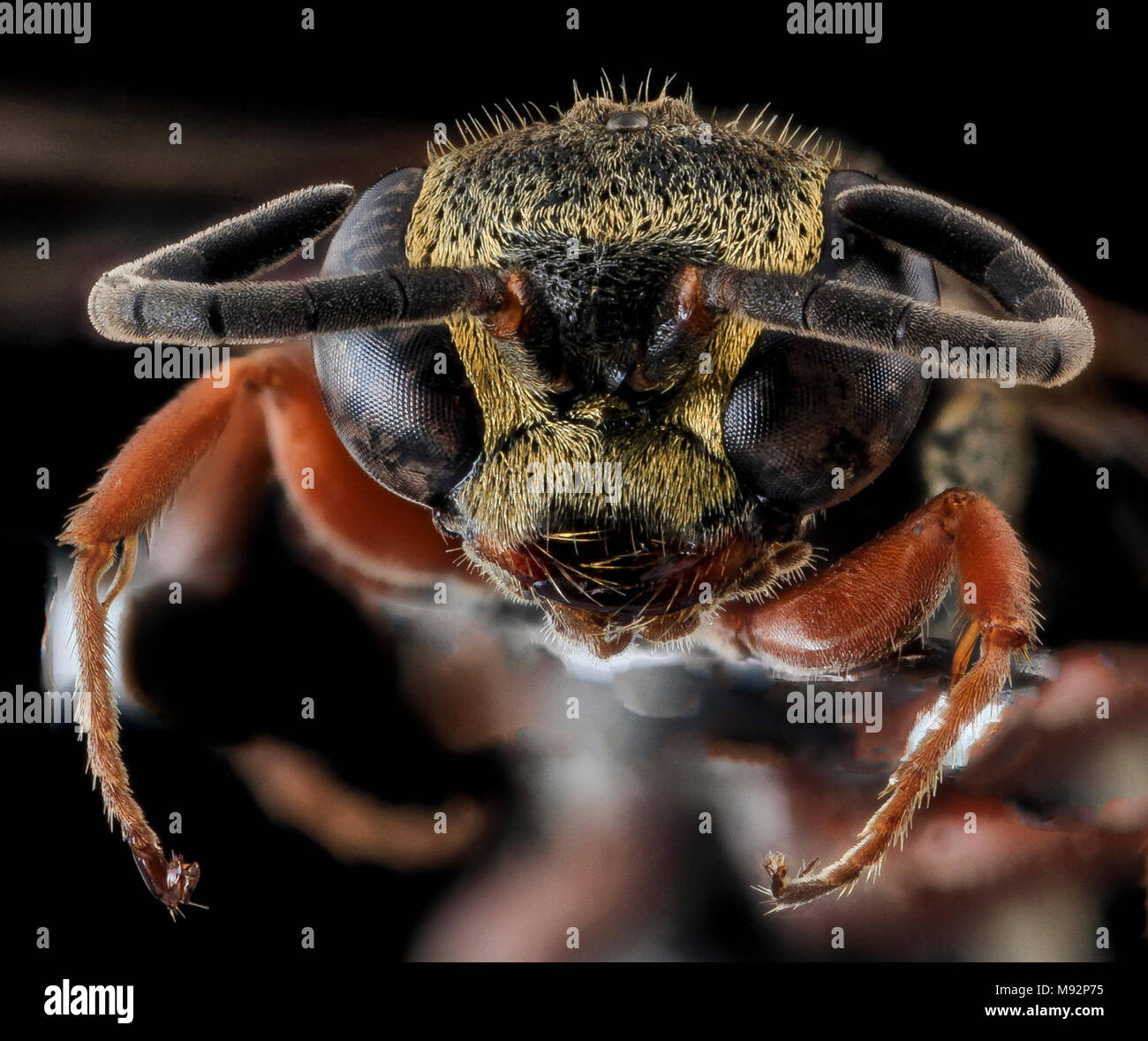 Wasp, F, viso, Cecil County, MD Foto Stock