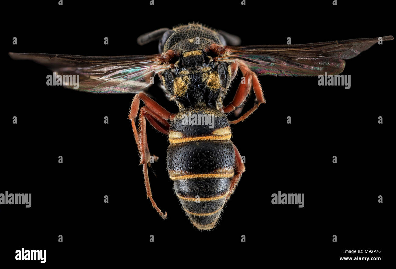 Wasp, F, Indietro Cecil County, MD Foto Stock