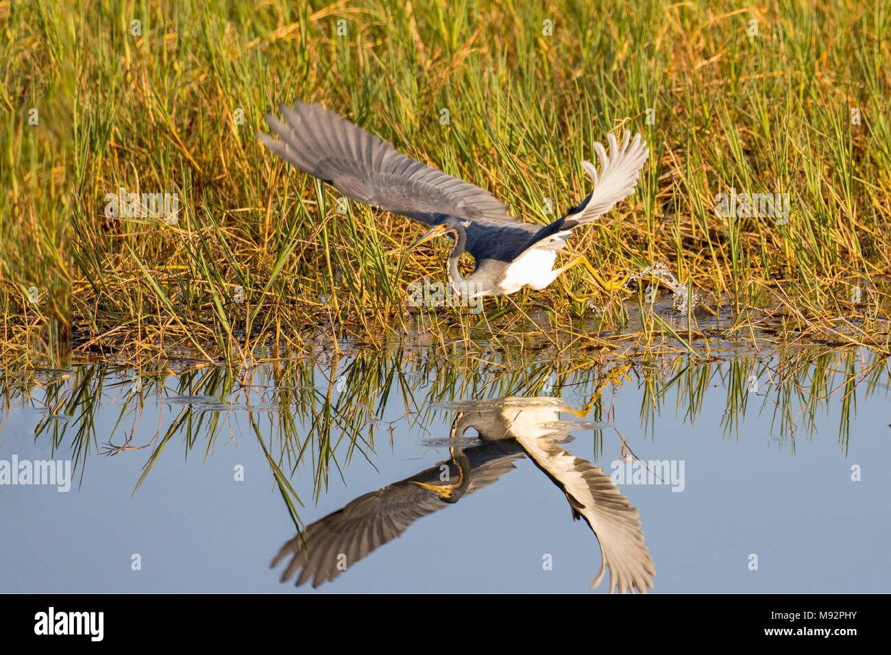 00697-01109 Tricolore Heron (Egretta tricolore) alimentazione/piede-trascinando il comportamento Zone Umide Viera Brevard County, FL Foto Stock