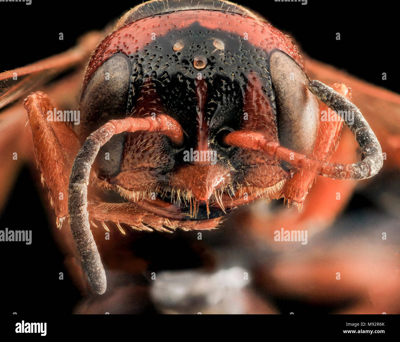 Wasp, U, face, Jackson Co, S Dakota Foto Stock