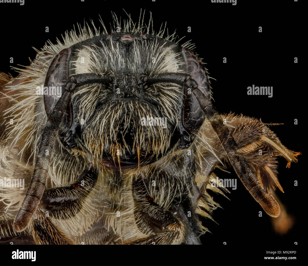 Andrena nubecula, F, viso, North Carolina, Buncombe County Foto Stock