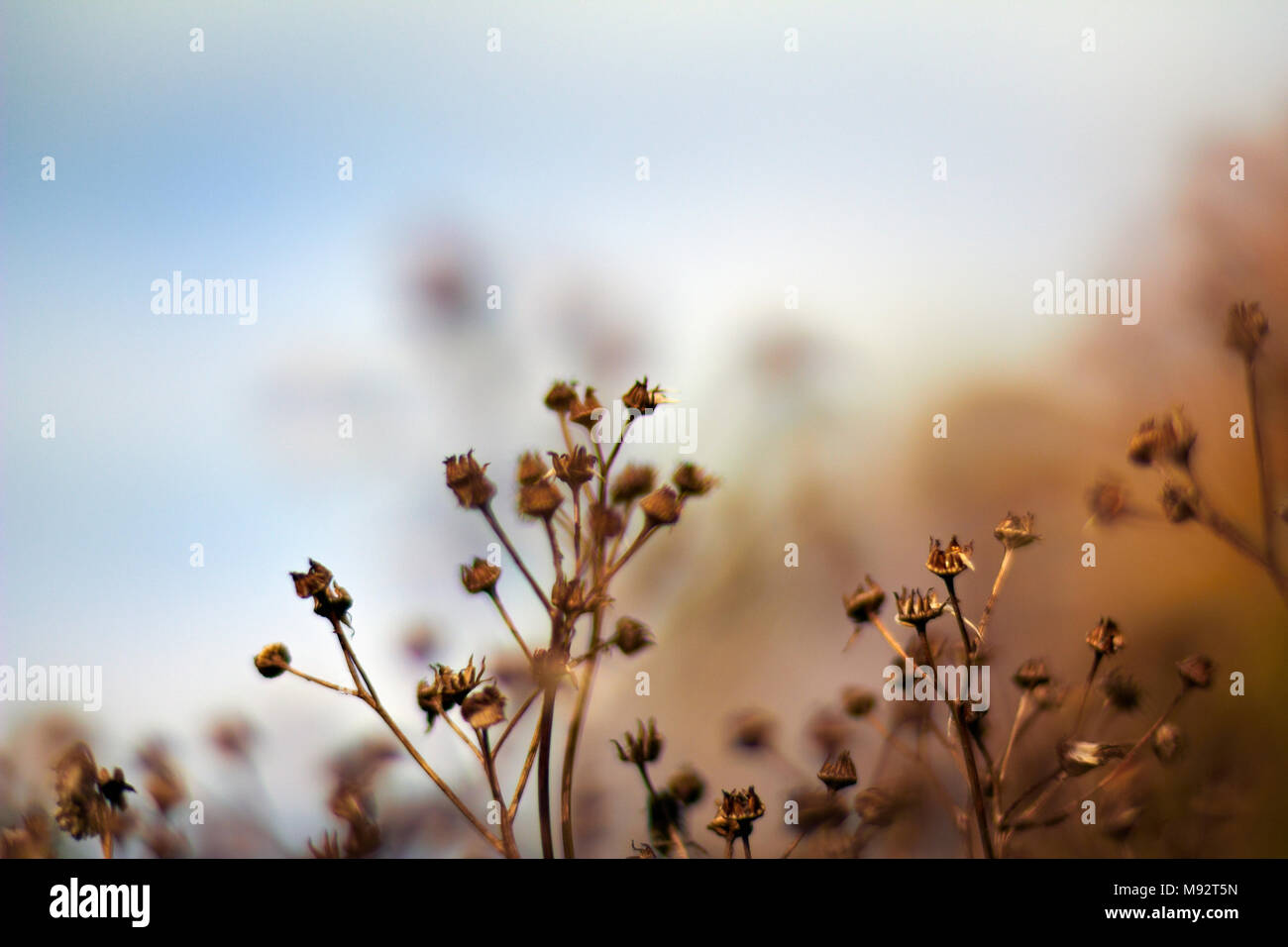 Autunno piante, erbe & Seedheads Foto Stock