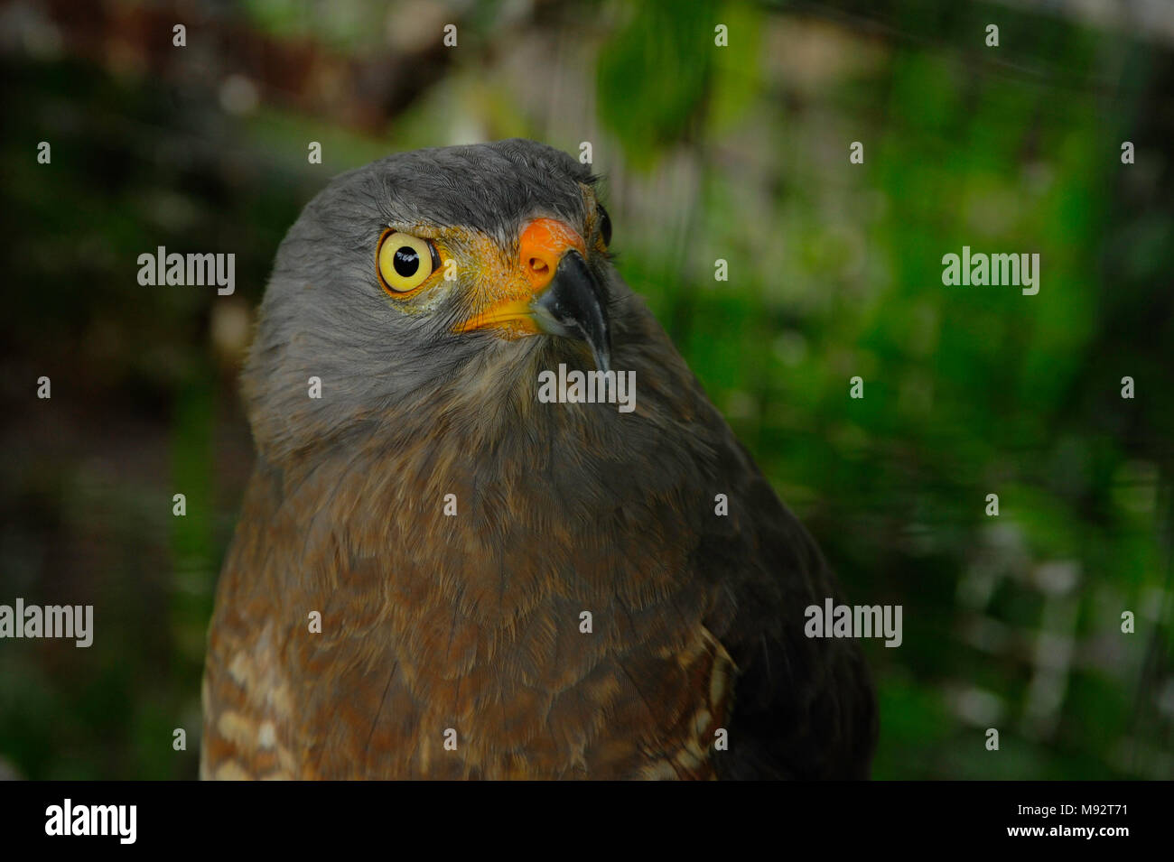 Una strada laterale-Hawk arroccato in Toucan Ranch di salvataggio, un wildlife rescue facility in San Isidro de Heredia, Costa Rica. Foto Stock