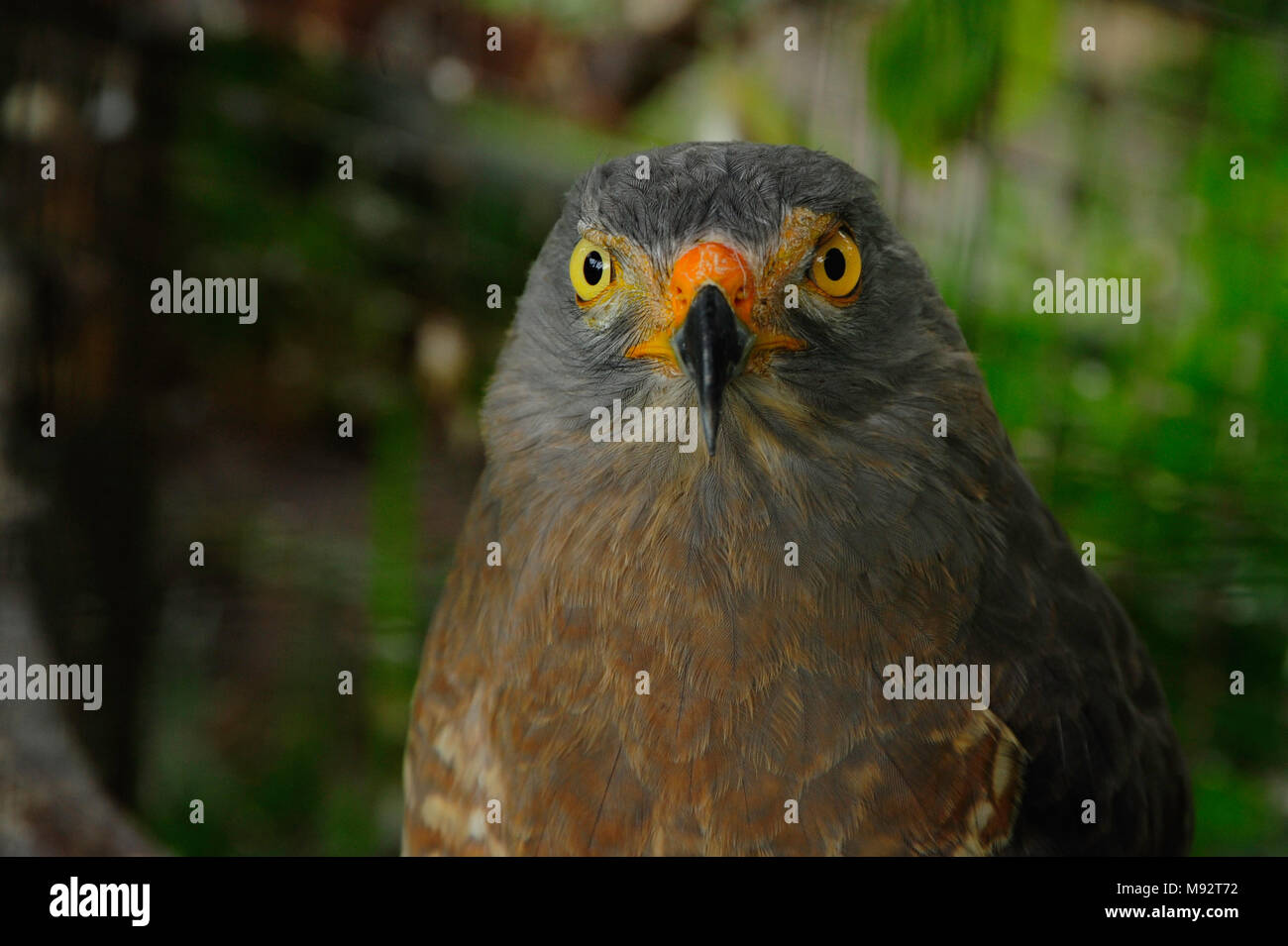 Una strada laterale-Hawk arroccato in Toucan Ranch di salvataggio, un wildlife rescue facility in San Isidro de Heredia, Costa Rica. Foto Stock