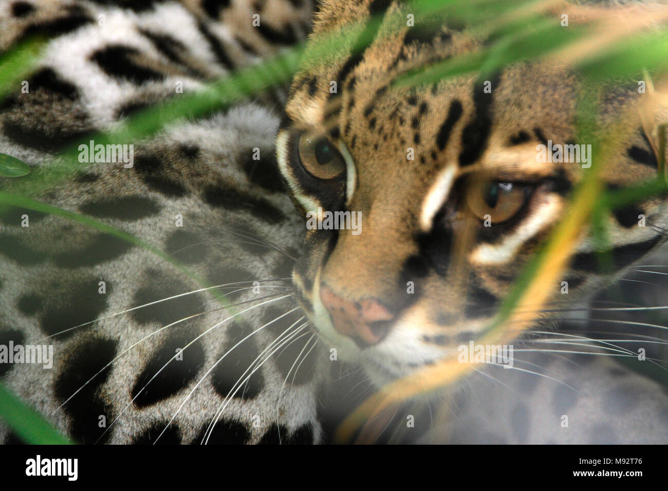 Felicia, un gattopardo, spies attraverso un pennello a Toucan Ranch di salvataggio, un wildlife rescue facility in San Isidro de Heredia, Costa Rica. Foto Stock