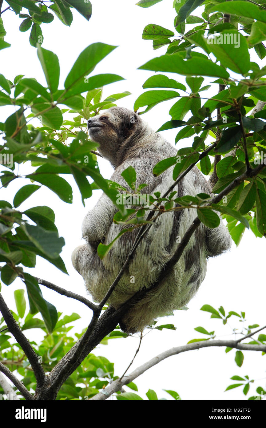 Bella, il bradipo, si arrampica su un albero in Toucan Ranch di salvataggio, un wildlife rescue facility in San Isidro de Heredia, Costa Rica. Foto Stock