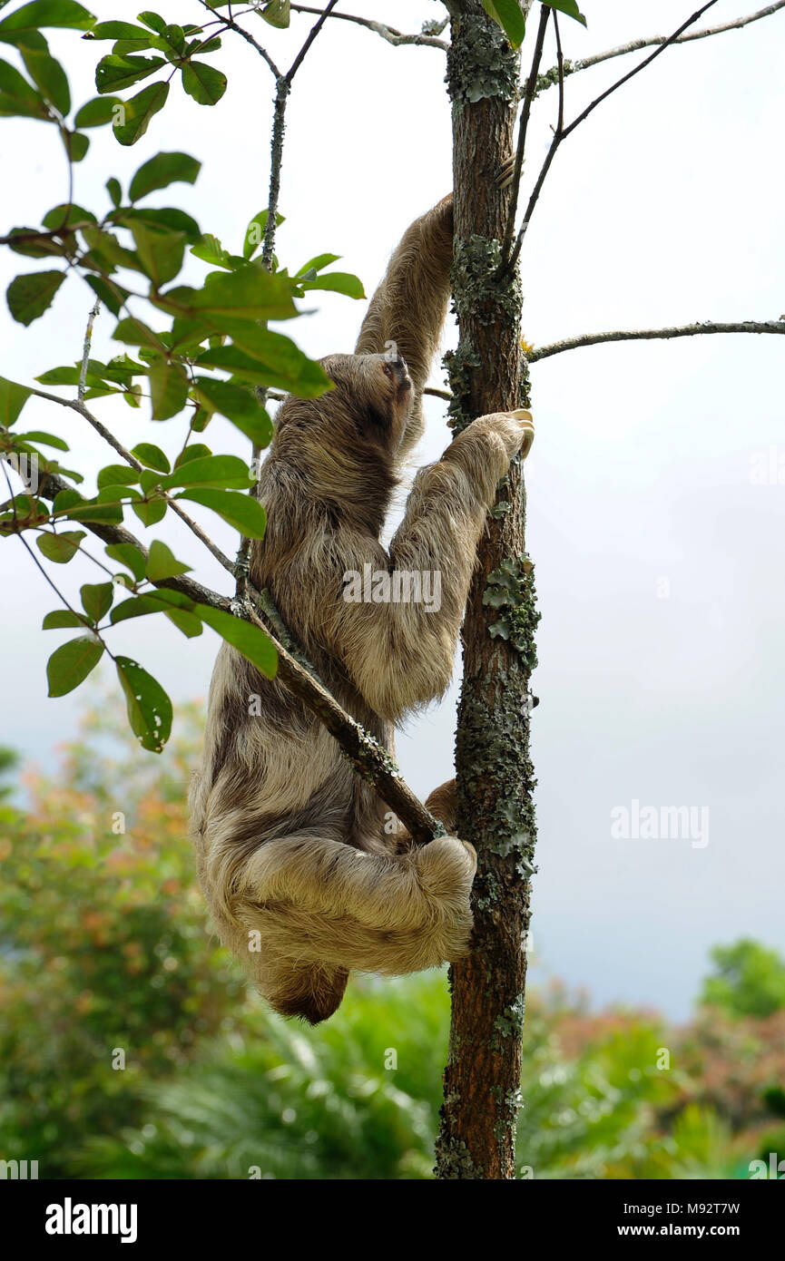 Bella, il bradipo, si arrampica su un albero in Toucan Ranch di salvataggio, un wildlife rescue facility in San Isidro de Heredia, Costa Rica. Foto Stock