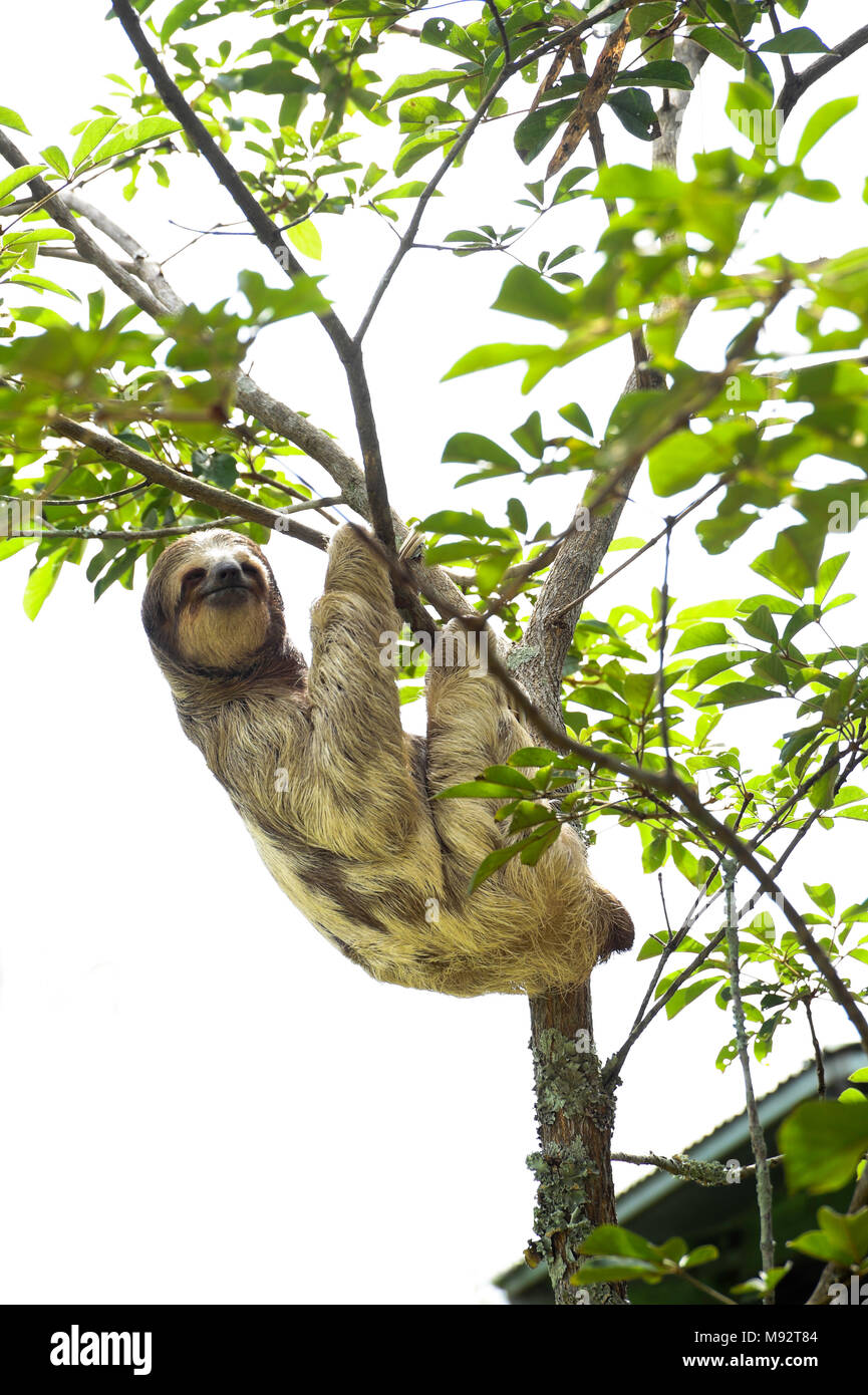 Bella, il bradipo, si arrampica su un albero in Toucan Ranch di salvataggio, un wildlife rescue facility in San Isidro de Heredia, Costa Rica. Foto Stock
