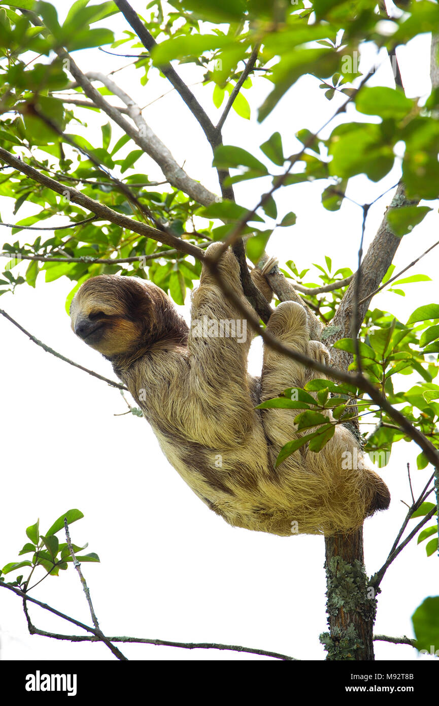 Bella, il bradipo, si arrampica su un albero in Toucan Ranch di salvataggio, un wildlife rescue facility in San Isidro de Heredia, Costa Rica. Foto Stock