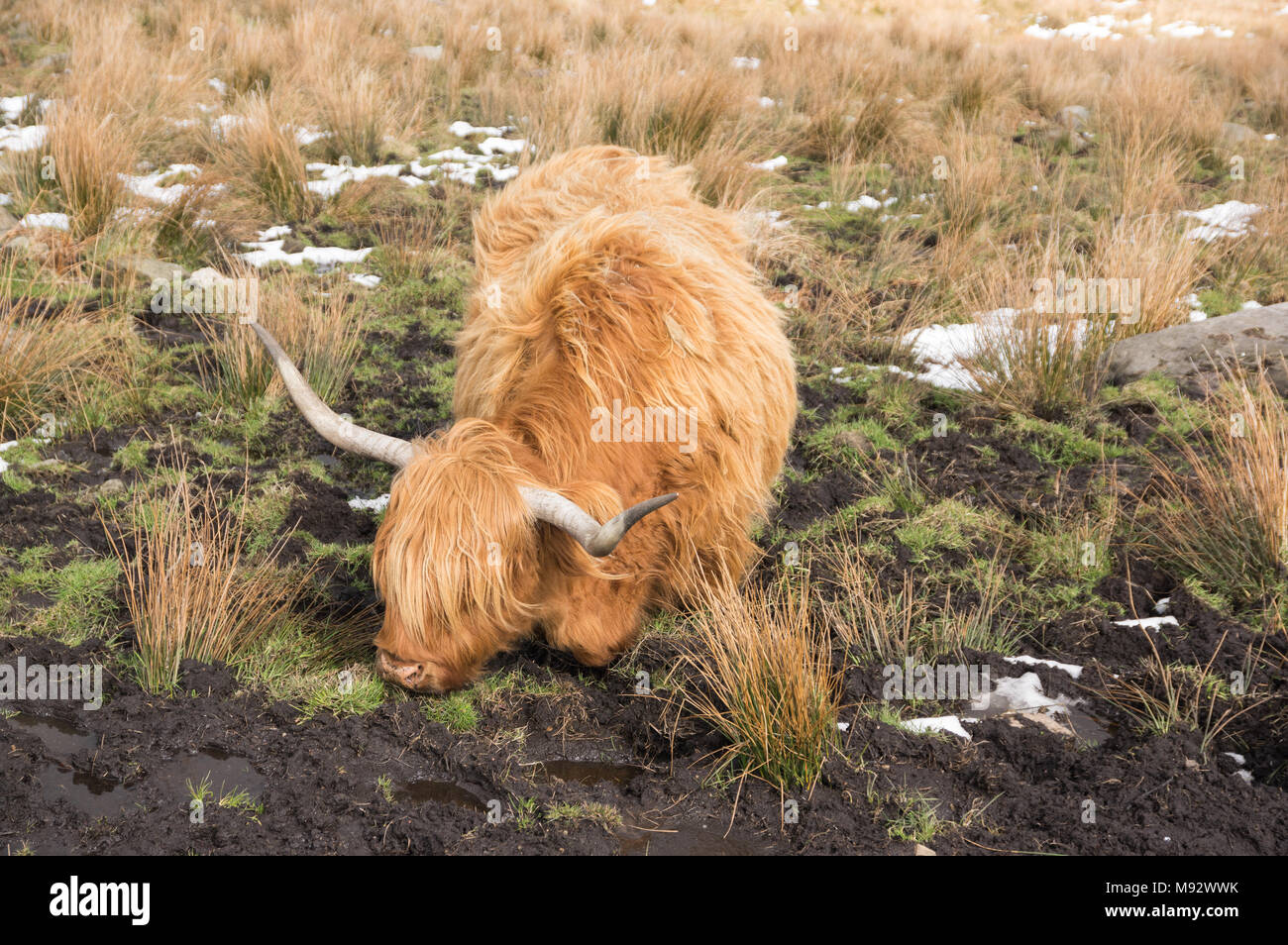 Highland mucca sfidando il fango per ottenere a scelta erba Foto Stock