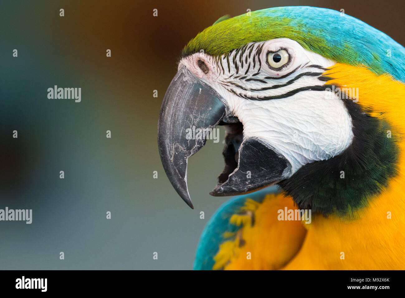 Colpo alla testa di un macaw Foto Stock