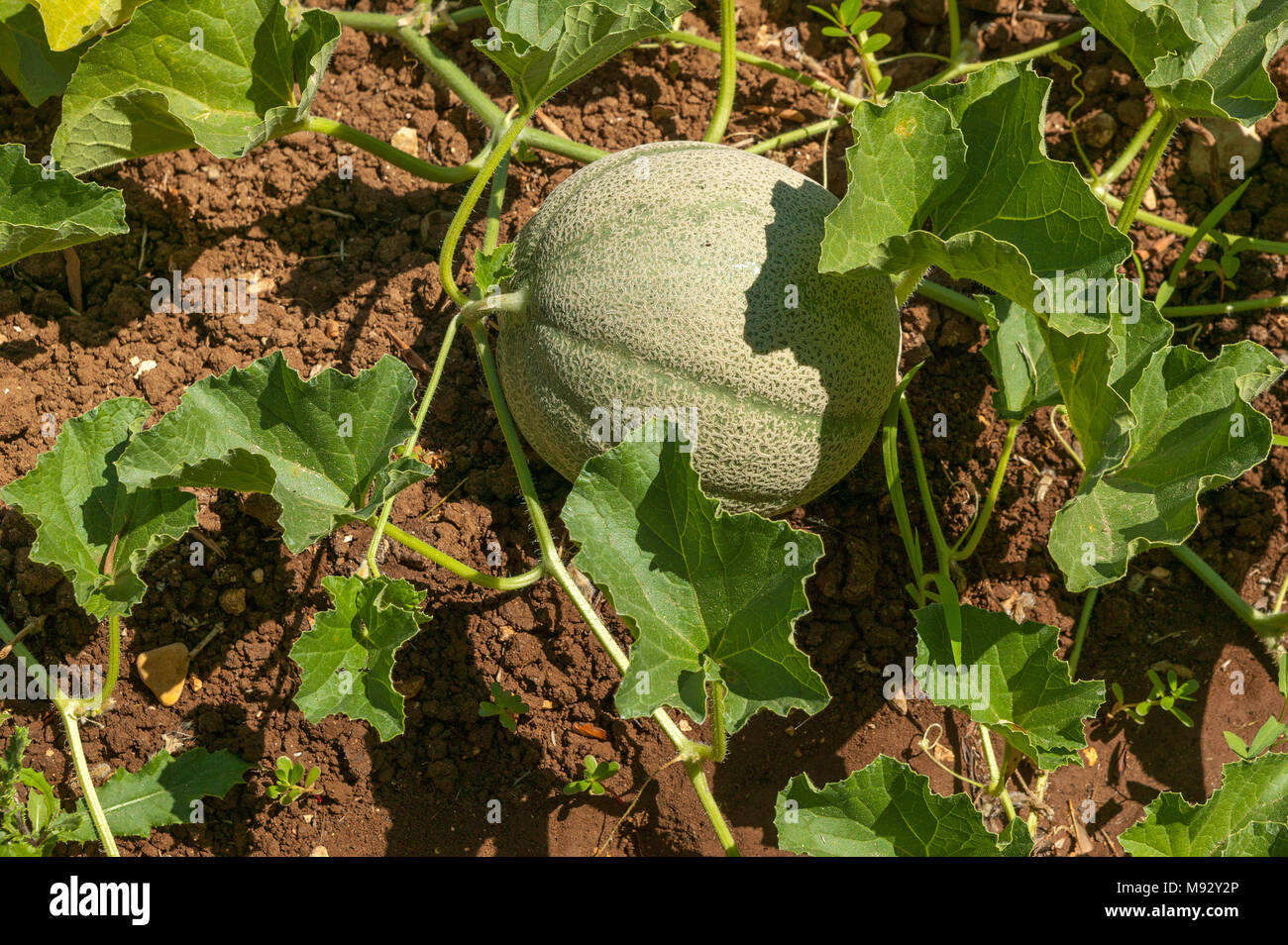 Melone pianta e un melone in un giardino biologico. Abruzzo, Italia, Europa Foto Stock