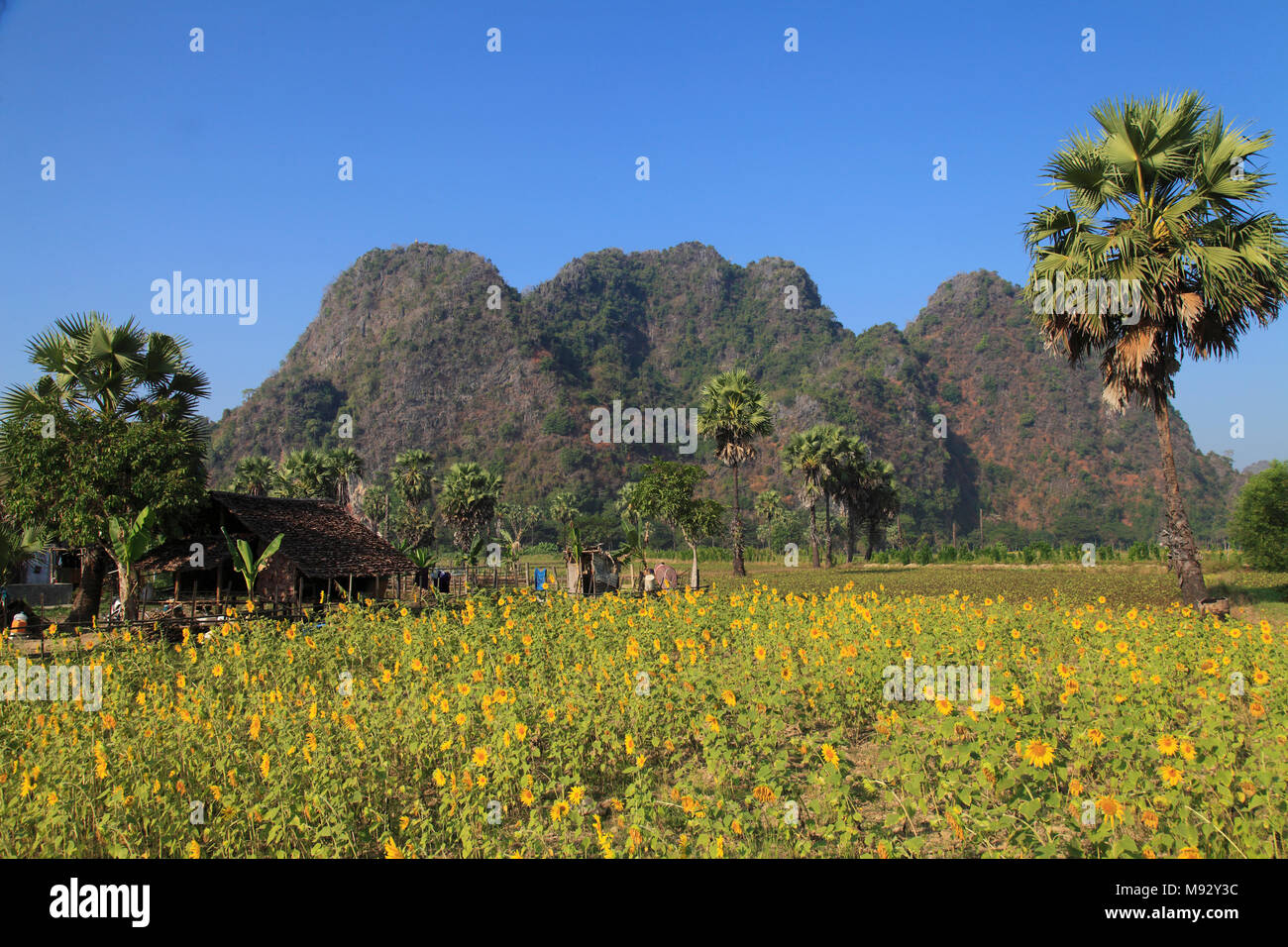 Myanmar, Stato di Kayin, paesaggio, colline e campi di girasole, Foto Stock
