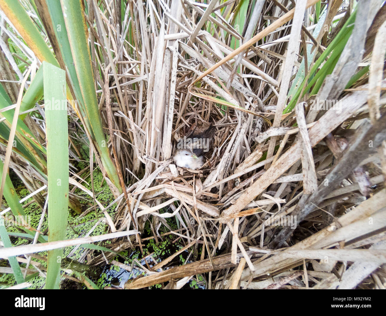 Porzana parva. Il nido del piccolo Crake in natura. Russia, Rjazan Regione (Ryazanskaya oblast), il distretto Pronsky, Nowomitschurinsk. Foto Stock