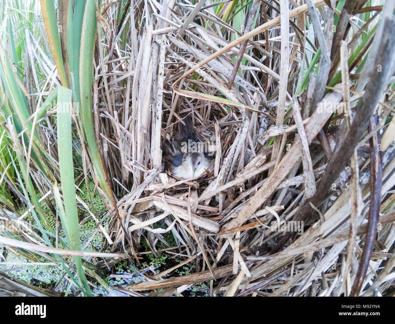 Porzana parva. Il nido del piccolo Crake in natura. Russia, Rjazan Regione (Ryazanskaya oblast), il distretto Pronsky, Nowomitschurinsk. Foto Stock