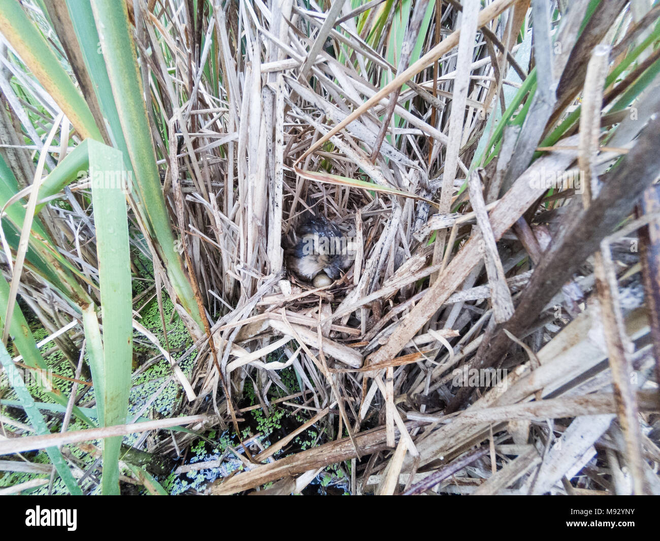Porzana parva. Il nido del piccolo Crake in natura. Russia, Rjazan Regione (Ryazanskaya oblast), il distretto Pronsky, Nowomitschurinsk. Foto Stock