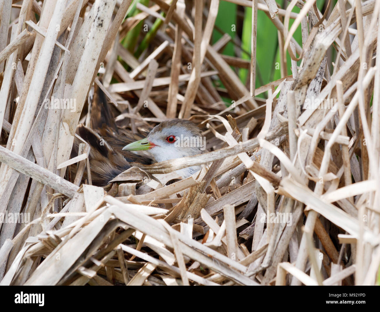 Porzana parva. Il nido del piccolo Crake in natura. Russia, Rjazan Regione (Ryazanskaya oblast), il distretto Pronsky, Nowomitschurinsk. Foto Stock