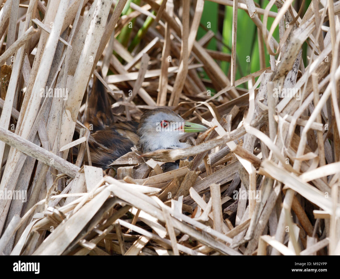 Porzana parva. Il nido del piccolo Crake in natura. Russia, Rjazan Regione (Ryazanskaya oblast), il distretto Pronsky, Nowomitschurinsk. Foto Stock