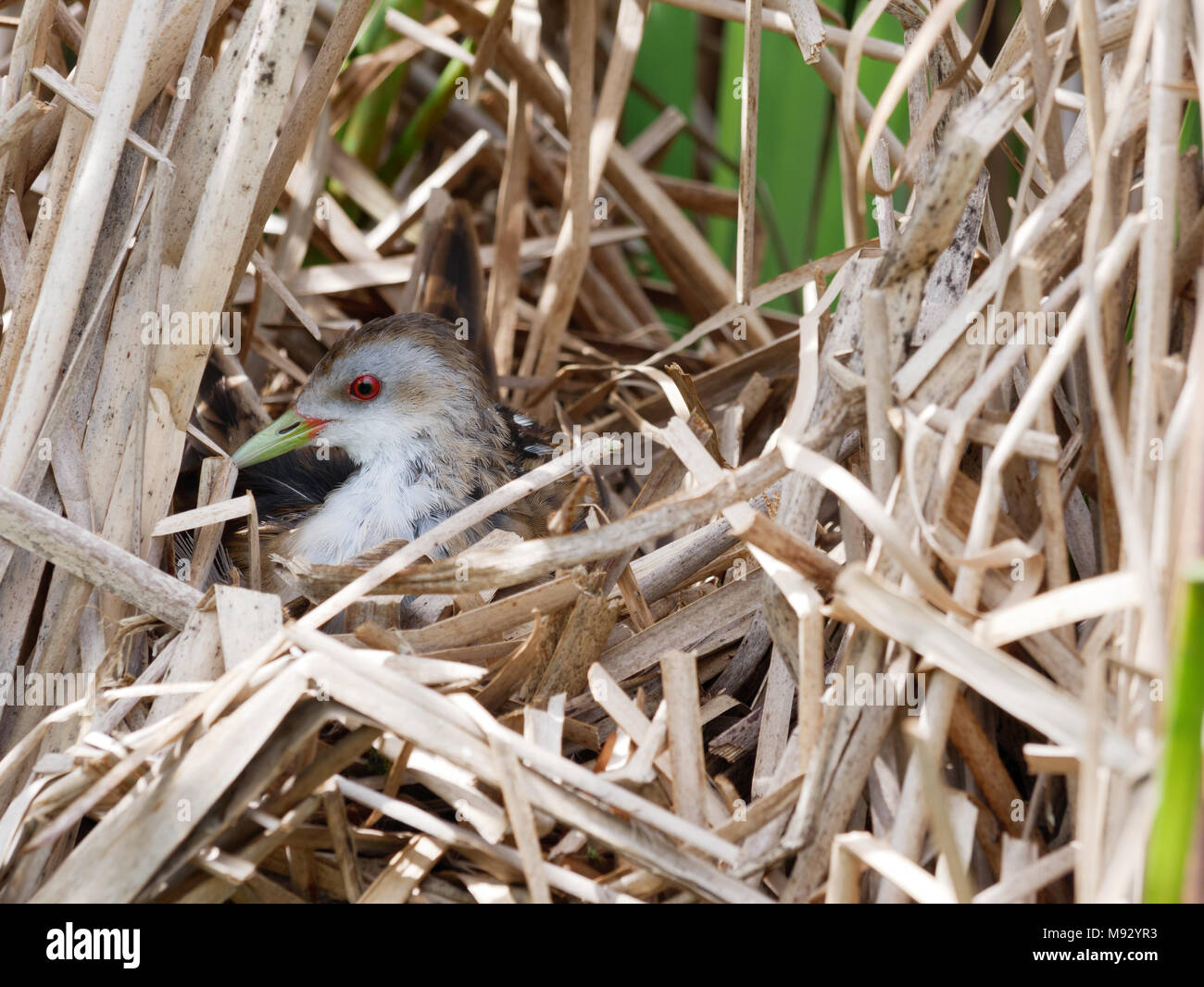 Porzana parva. Il nido del piccolo Crake in natura. Russia, Rjazan Regione (Ryazanskaya oblast), il distretto Pronsky, Nowomitschurinsk. Foto Stock