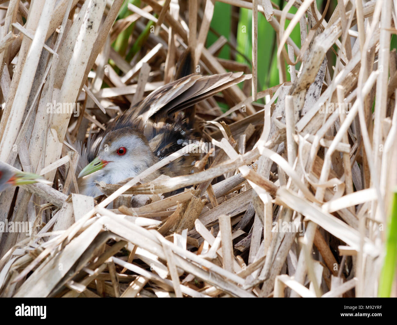 Porzana parva. Il nido del piccolo Crake in natura. Russia, Rjazan Regione (Ryazanskaya oblast), il distretto Pronsky, Nowomitschurinsk. Foto Stock