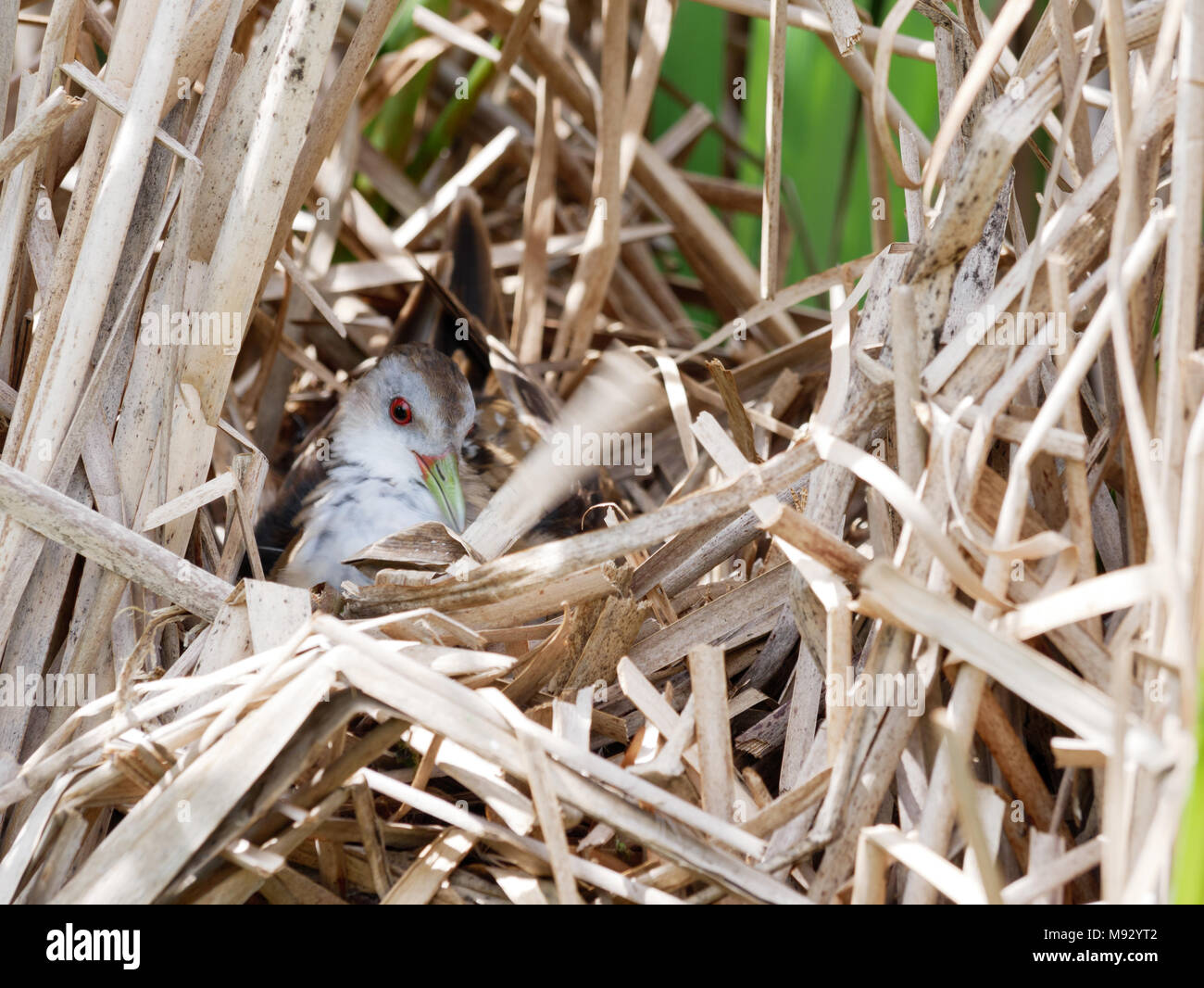 Porzana parva. Il nido del piccolo Crake in natura. Russia, Rjazan Regione (Ryazanskaya oblast), il distretto Pronsky, Nowomitschurinsk. Foto Stock