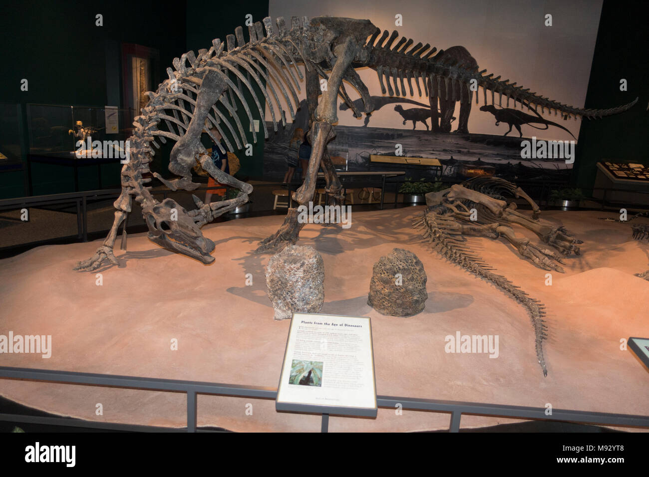 Camptosaurus un impianto-mangiare, fatturati ornithischian dinosaur del tardo Giurassico, il Museo della Scienza del Minnesota presentano. St Paul Minnesota MN USA Foto Stock