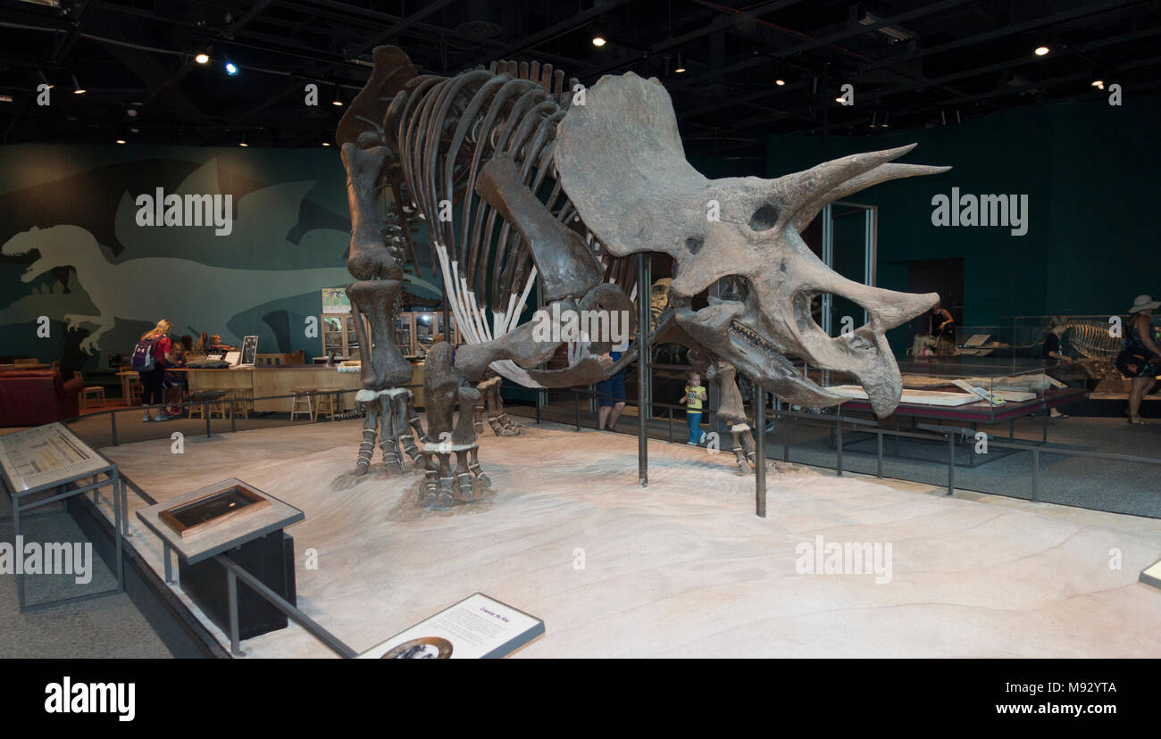 Triceratops un erbivoro ceratopsid dinosaur che è comparso durante il Cretacico. Minnesota Science Museum presentano. St Paul Minnesota MN USA Foto Stock