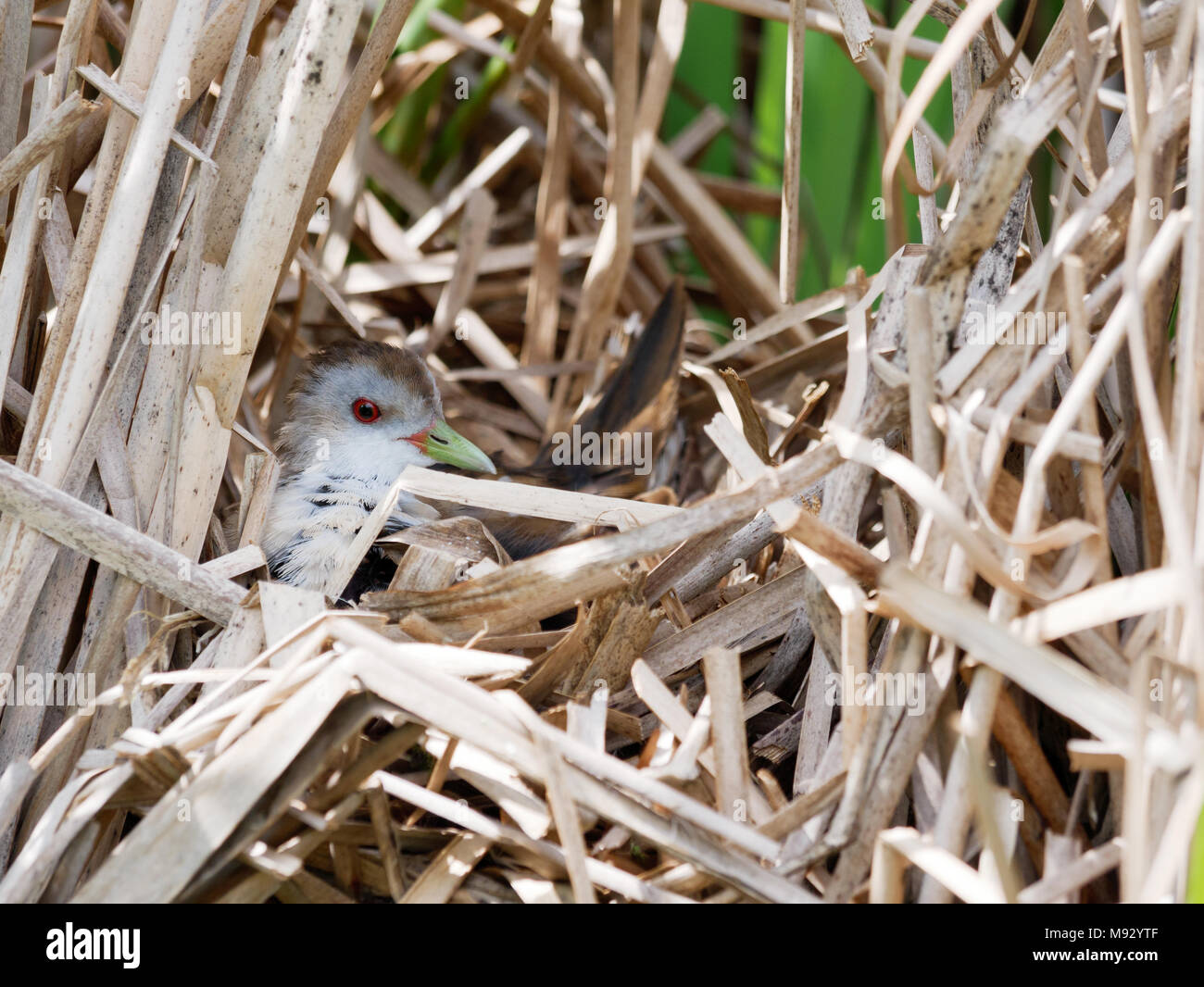 Porzana parva. Il nido del piccolo Crake in natura. Russia, Rjazan Regione (Ryazanskaya oblast), il distretto Pronsky, Nowomitschurinsk. Foto Stock