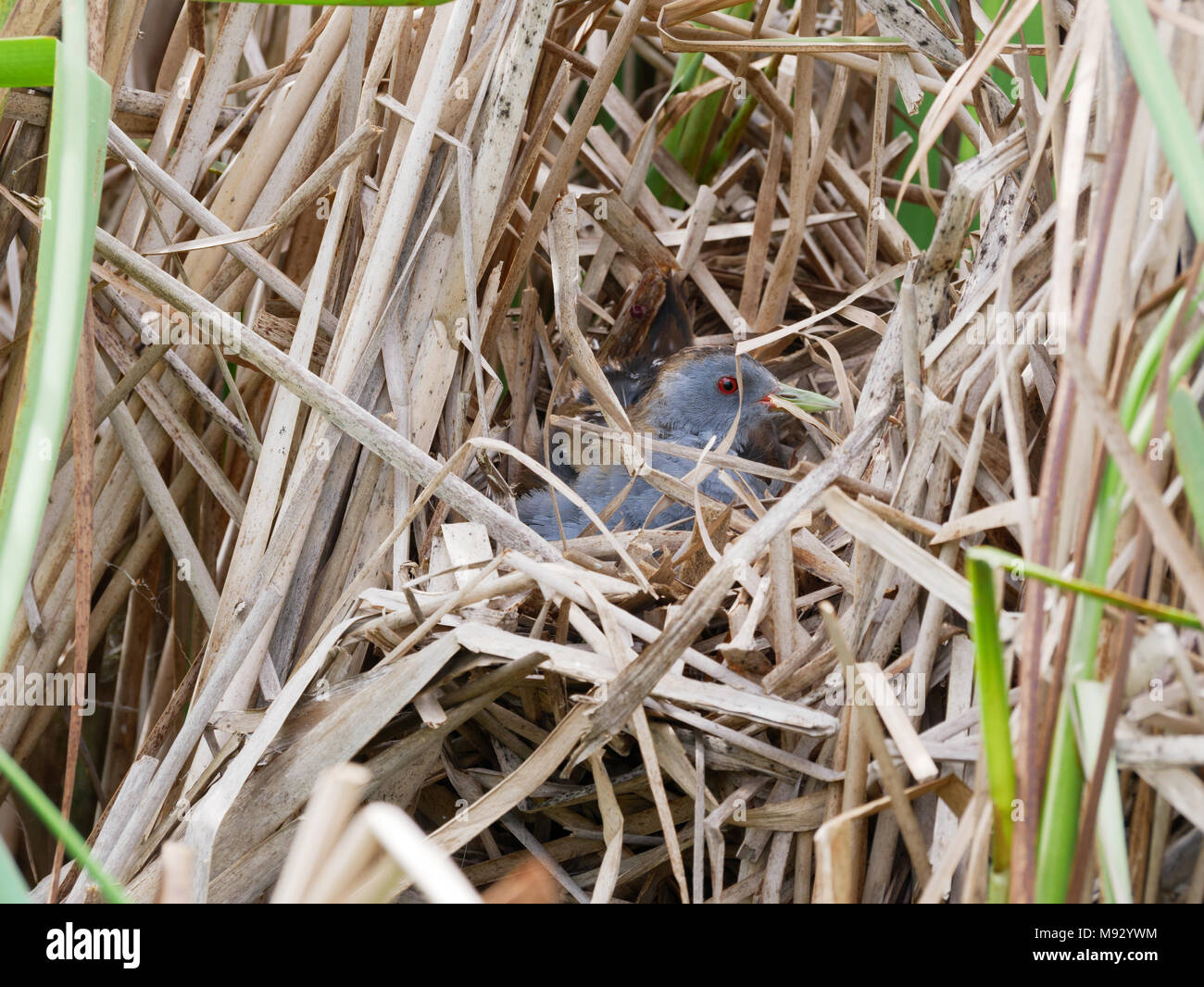 Porzana parva. Il nido del piccolo Crake in natura. Russia, Rjazan Regione (Ryazanskaya oblast), il distretto Pronsky, Nowomitschurinsk. Foto Stock