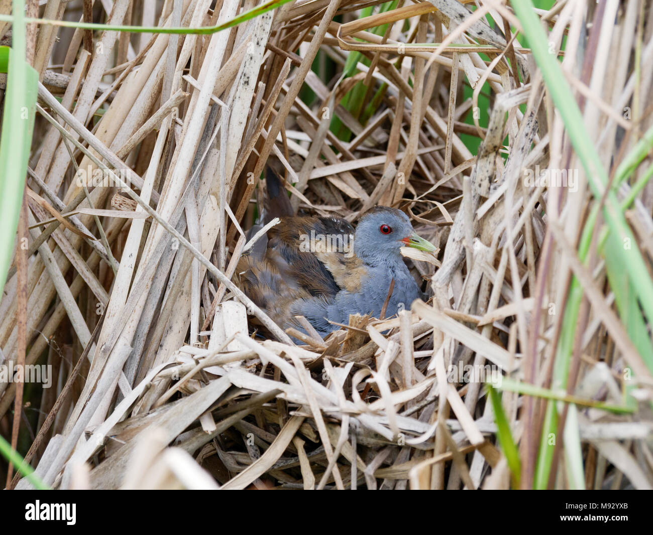 Porzana parva. Il nido del piccolo Crake in natura. Russia, Rjazan Regione (Ryazanskaya oblast), il distretto Pronsky, Nowomitschurinsk. Foto Stock