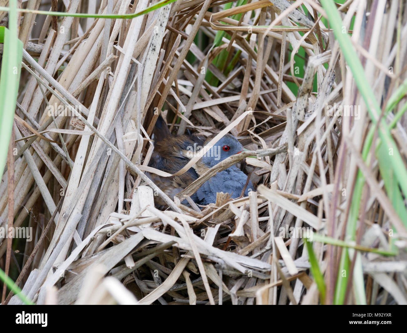 Porzana parva. Il nido del piccolo Crake in natura. Russia, Rjazan Regione (Ryazanskaya oblast), il distretto Pronsky, Nowomitschurinsk. Foto Stock