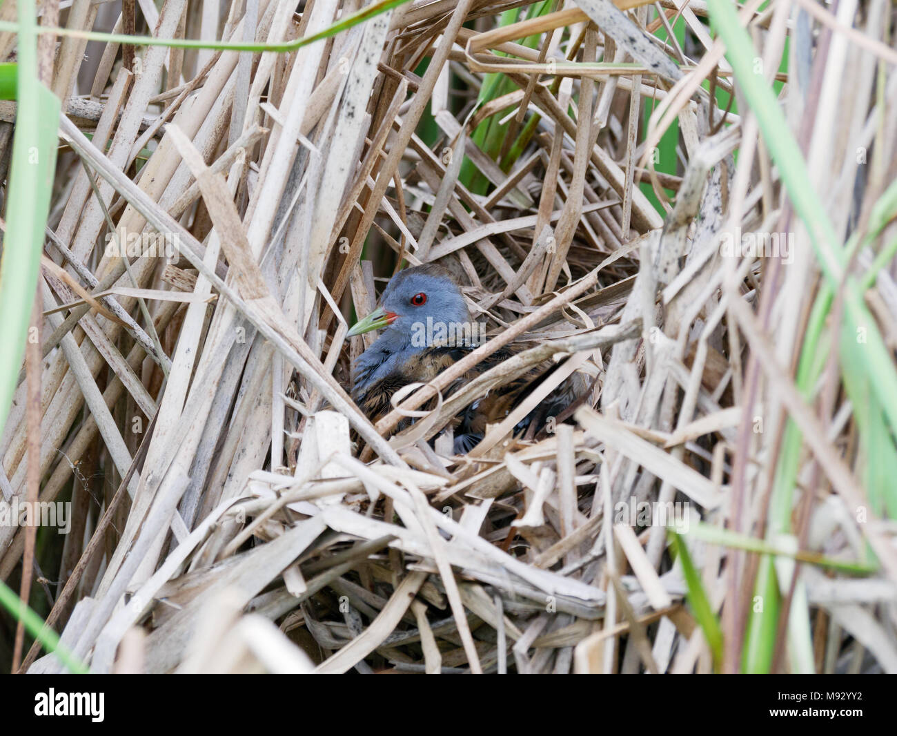 Porzana parva. Il nido del piccolo Crake in natura. Russia, Rjazan Regione (Ryazanskaya oblast), il distretto Pronsky, Nowomitschurinsk. Foto Stock