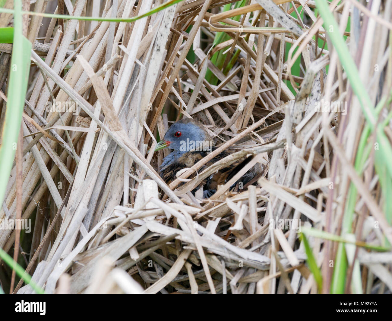 Porzana parva. Il nido del piccolo Crake in natura. Russia, Rjazan Regione (Ryazanskaya oblast), il distretto Pronsky, Nowomitschurinsk. Foto Stock
