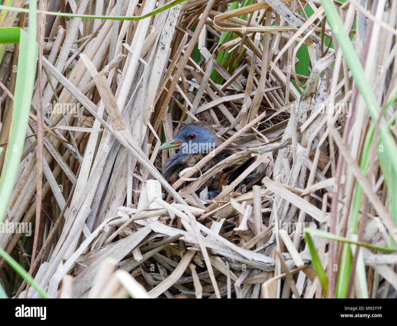 Porzana parva. Il nido del piccolo Crake in natura. Russia, Rjazan Regione (Ryazanskaya oblast), il distretto Pronsky, Nowomitschurinsk. Foto Stock
