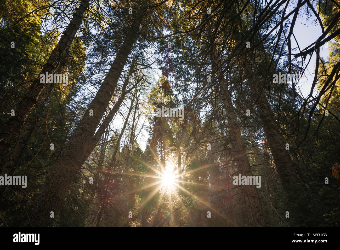 Il sorgere del sole attraverso gli alberi di pino in una foresta impostazione. Palomar Mountain State Park, San Diego County, Stati Uniti d'America. Foto Stock
