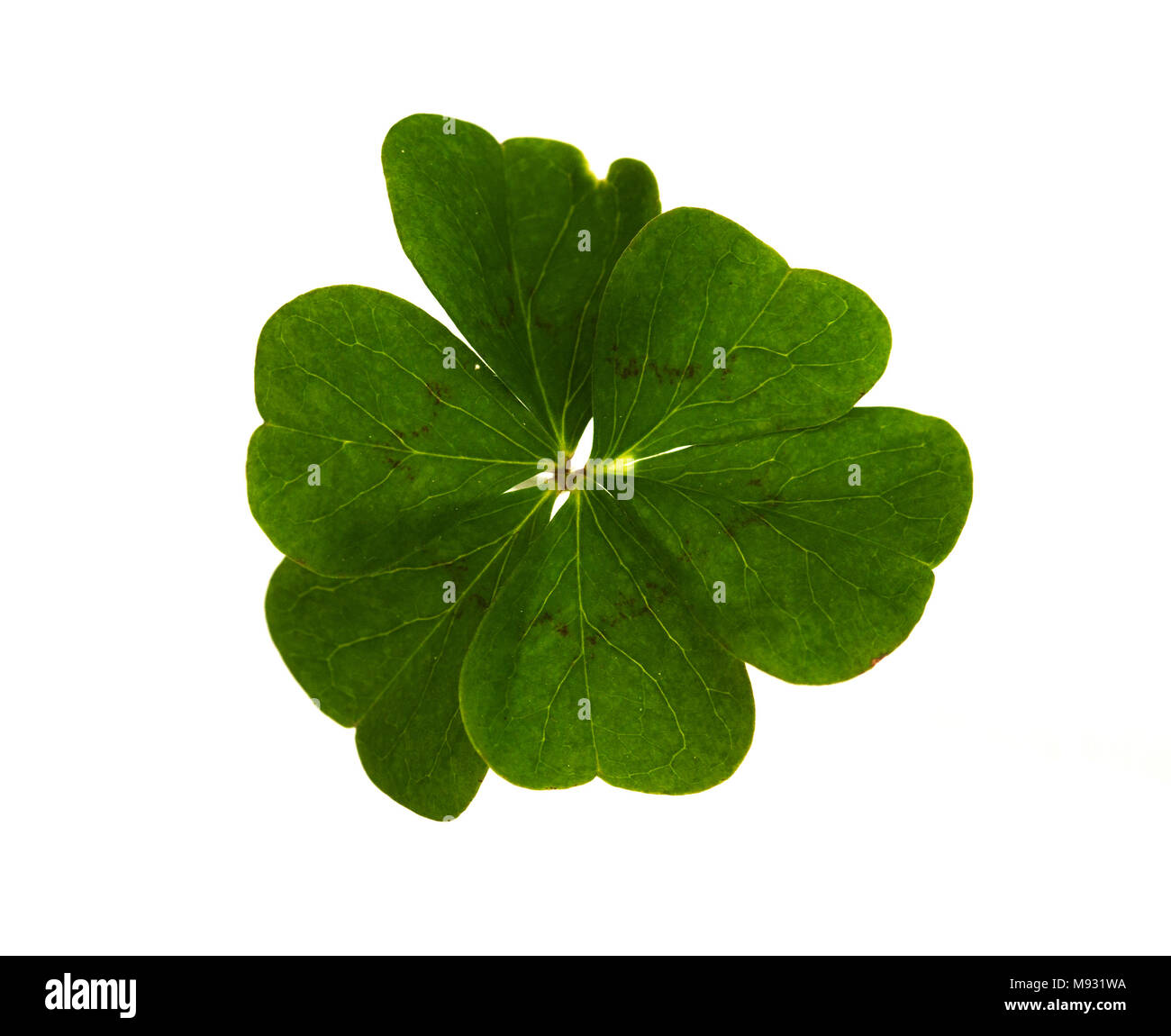 Naturale e sei irregolare-leaf clover isolate su uno sfondo bianco. Foto Stock