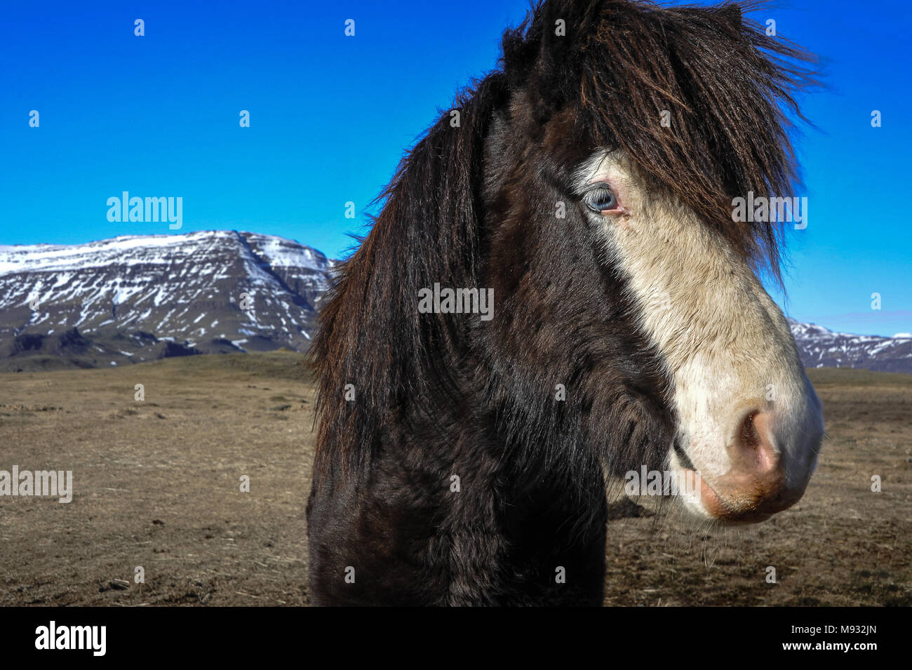 Cavallo islandese, bella dagli occhi blu pony di castagno in un invernale paesaggio islandese. Foto Stock
