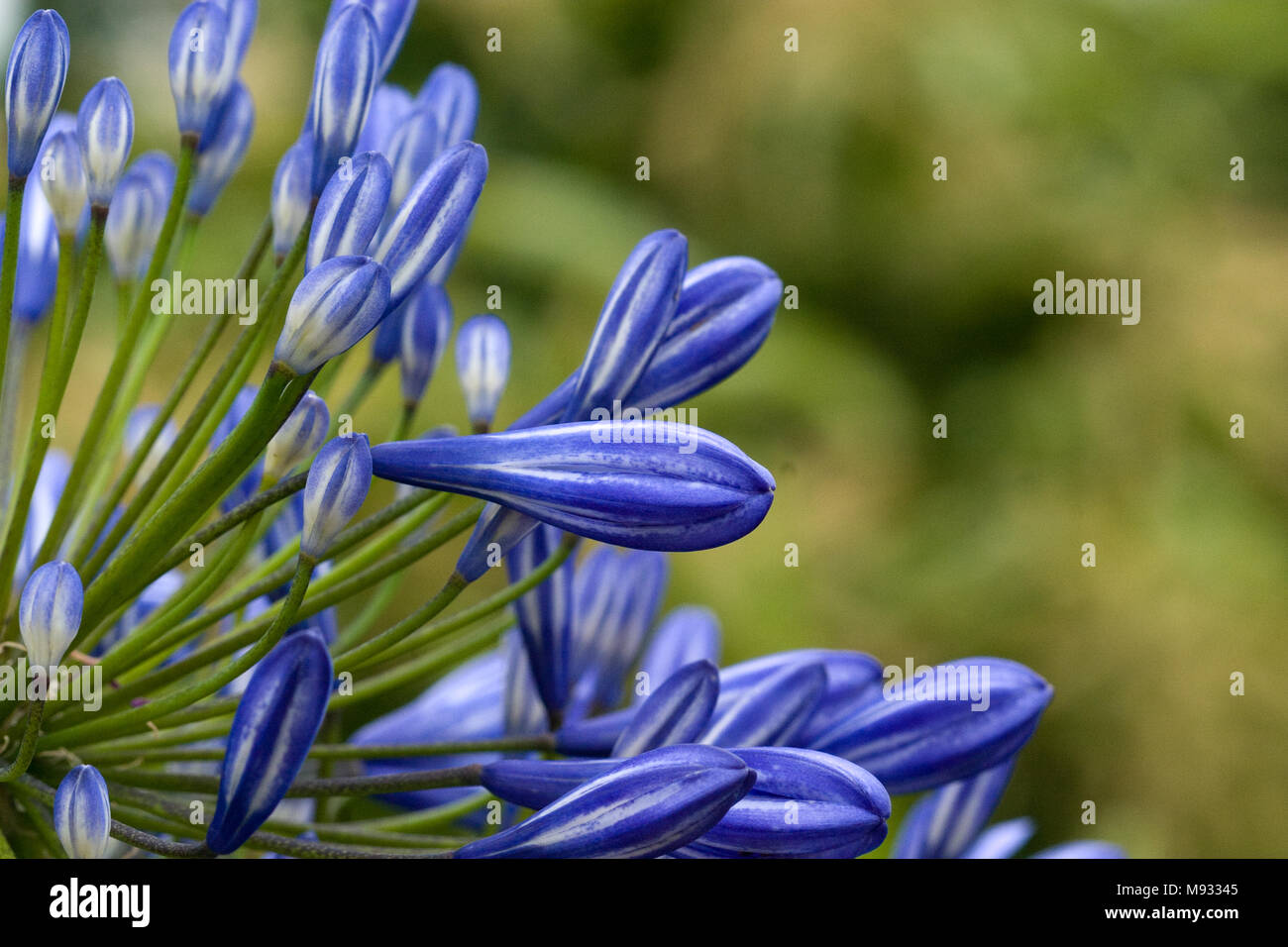 Comune, Agapanthus Afrikas blå lilja (Agapanthus praecox) Foto Stock