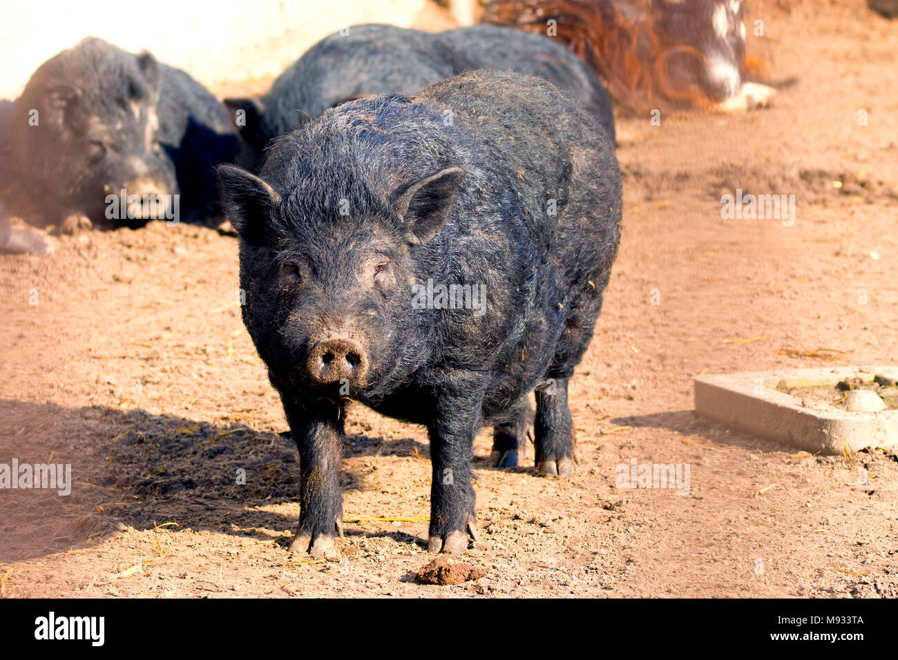 Immagine di un animale suino adulto di blackcolors Foto Stock