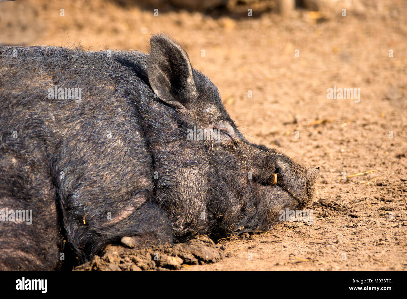 Immagine di un mammifero un cinghiale animale dorme sul terreno Foto Stock