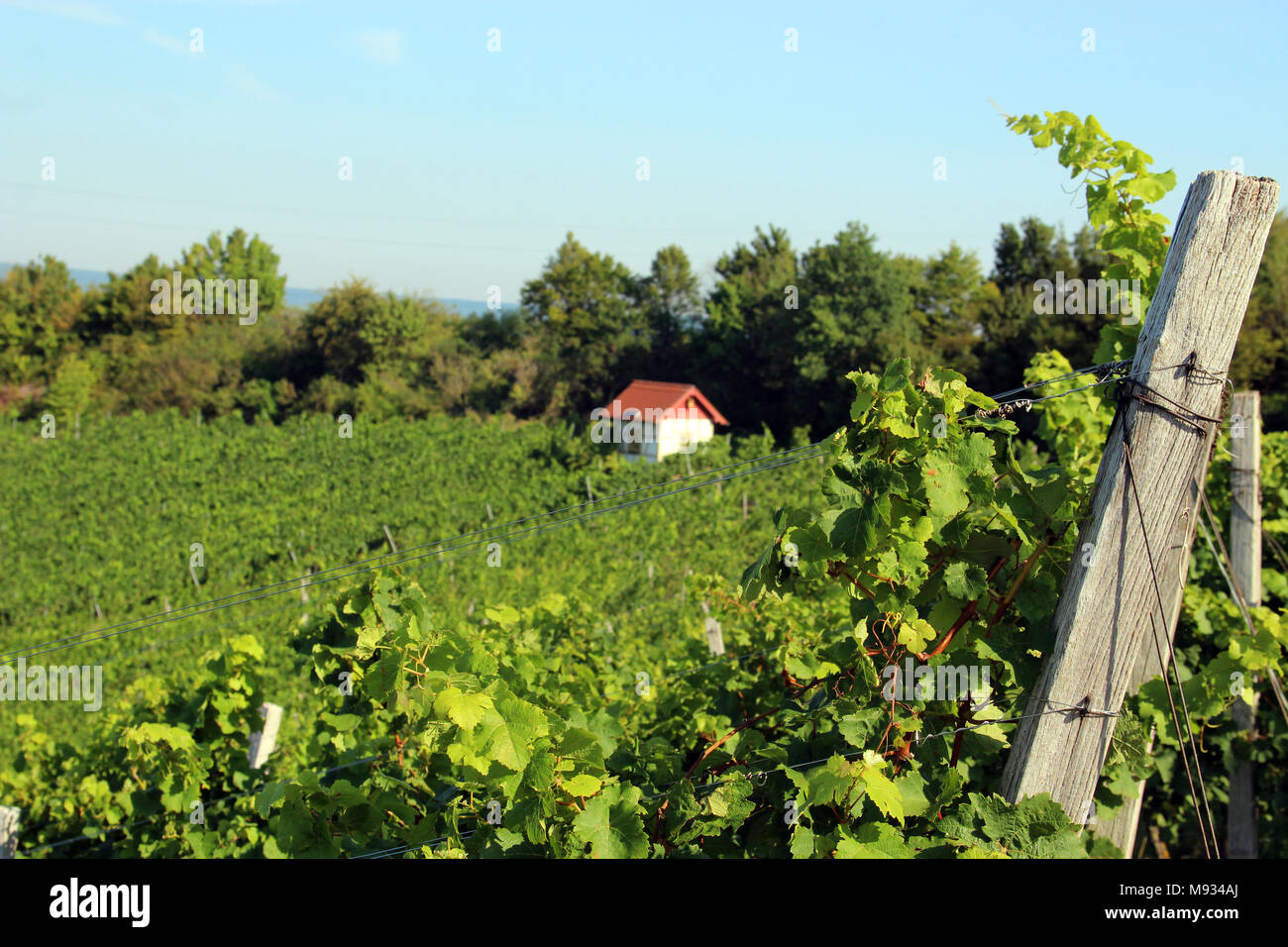 Freen vigneti su una collina con una incantevole piccola casa in legno e muratura in distanza, cielo blu Foto Stock