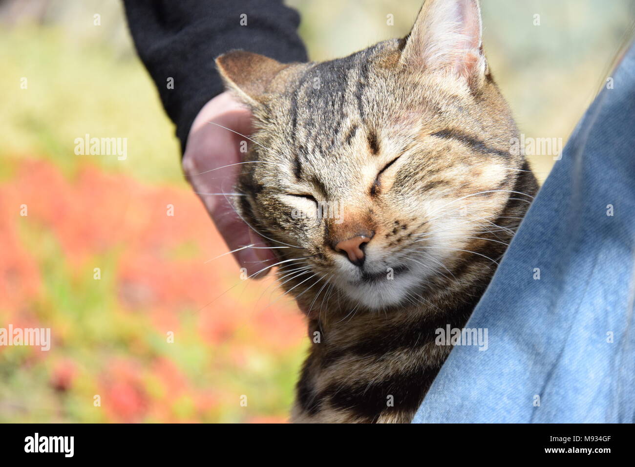 Petting umana un gatto Foto Stock