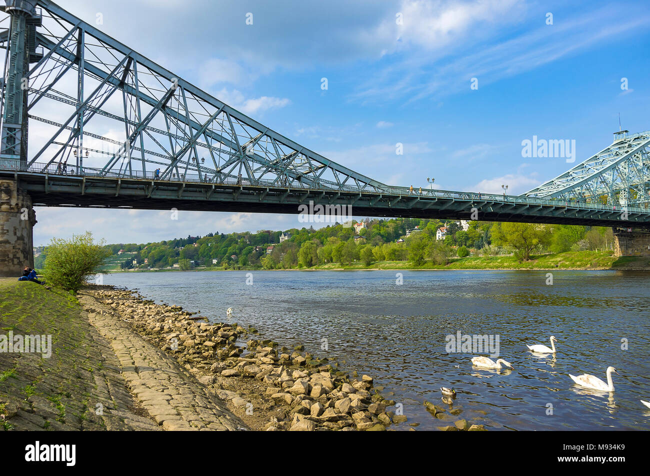 La Meraviglia Blu Bridge visto dal distretto di Blasewitz e con cigni bianchi che scorazzano sul fiume Elba a Dresda, Sassonia, Germania. Foto Stock