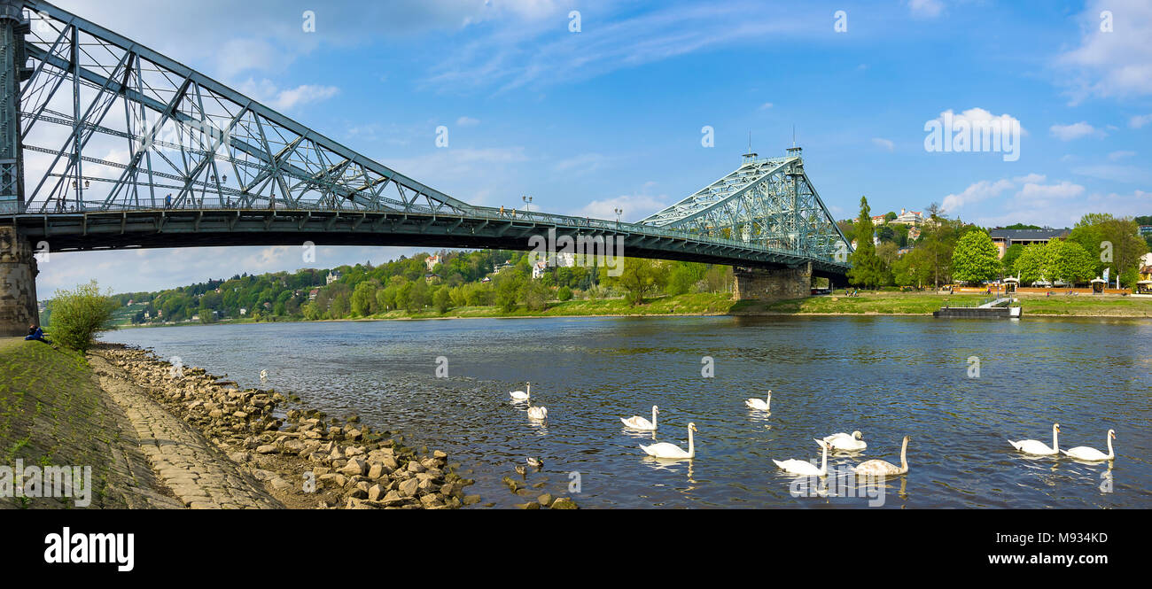 La Meraviglia Blu Bridge visto dal distretto di Blasewitz e con cigni bianchi che scorazzano sul fiume Elba a Dresda, Sassonia, Germania. Foto Stock