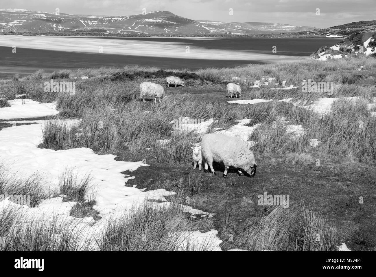 Chiazzato di fronte mountain pecora e agnello al lato di un Congelato stagno custodi di Blaenavon Gwent UK Marzo 2018 Foto Stock